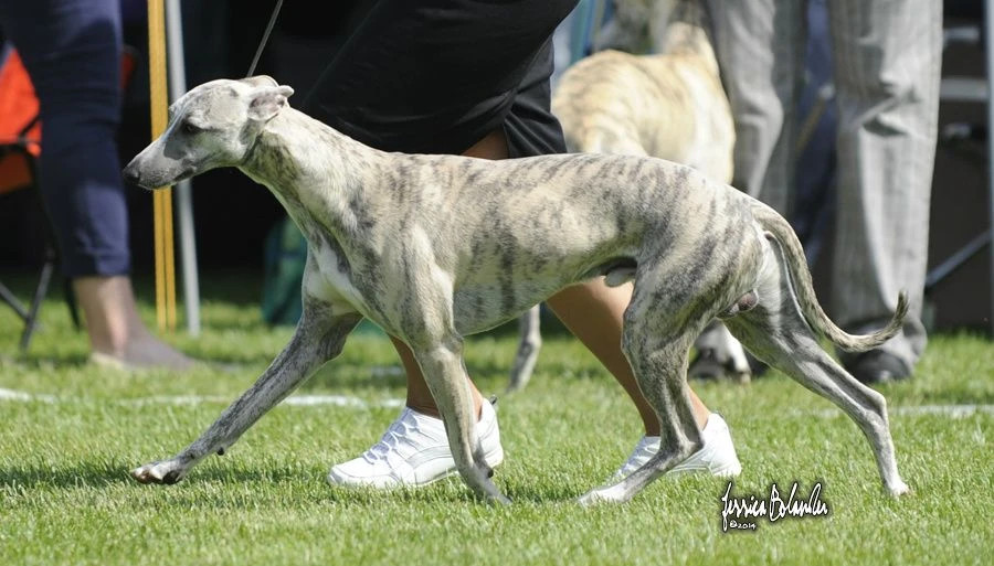 Fender på Eurosighthound 2014